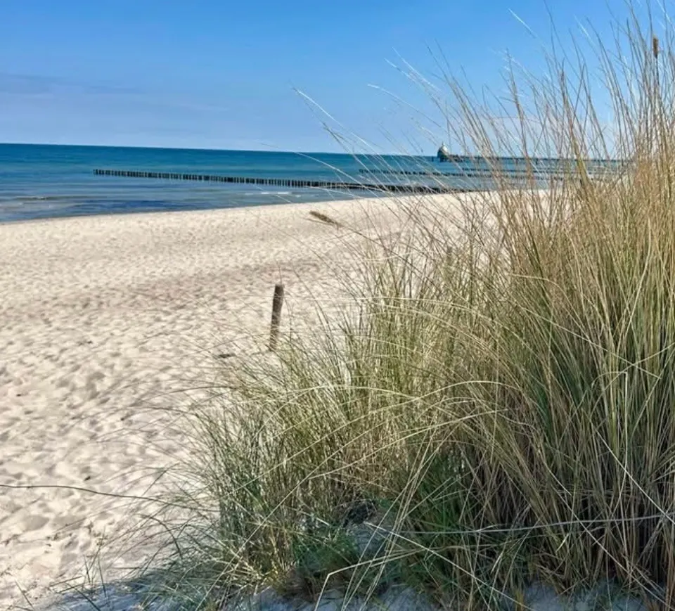 Strandhafer in den Dünen, dahinter die Ostsee