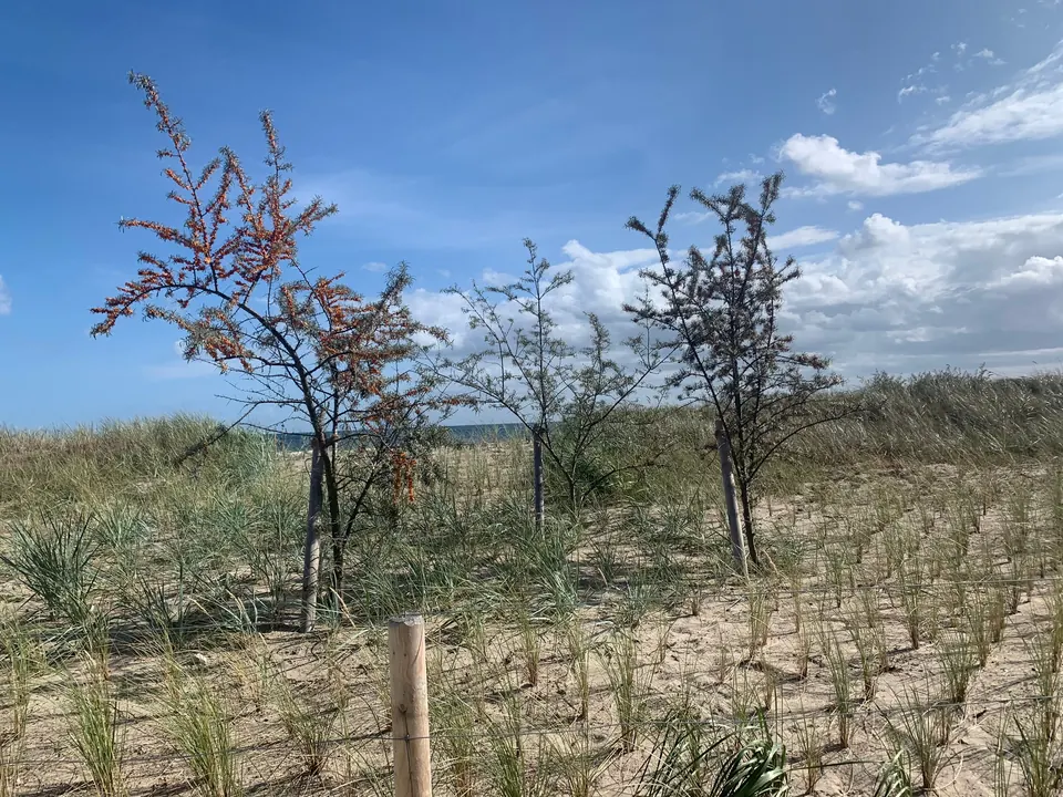 Weg durch die Dünen zum Strand